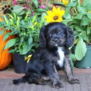 Gavin, Cavapoo Puppy