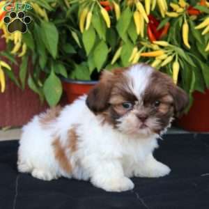 Gavin, Shih Tzu Puppy