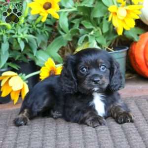 Gavin, Cavapoo Puppy