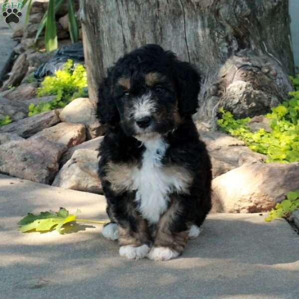 Gem, Mini Bernedoodle Puppy