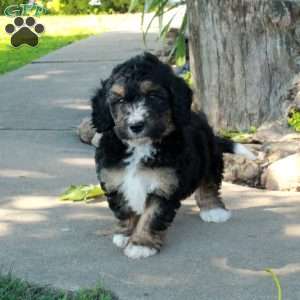 Gem, Mini Bernedoodle Puppy
