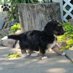 Gem, Mini Bernedoodle Puppy