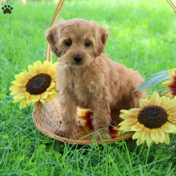 Gemma, Cockapoo Puppy