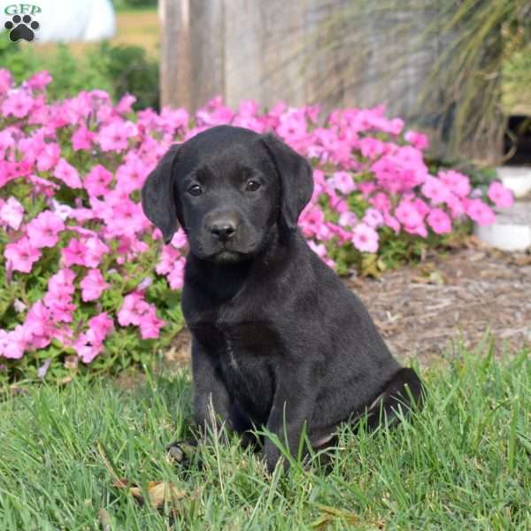 Gemma, Black Labrador Retriever Puppy