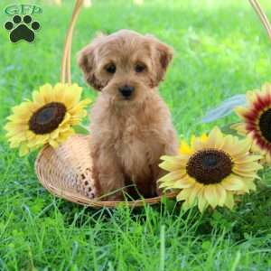 Gemma, Cockapoo Puppy