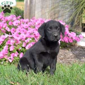 Gemma, Black Labrador Retriever Puppy