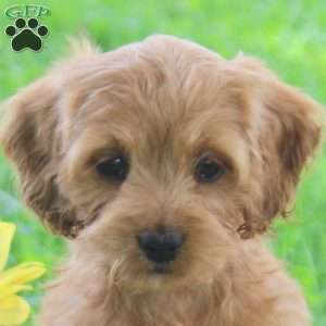 Gemma, Cockapoo Puppy