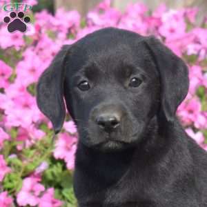 Gemma, Black Labrador Retriever Puppy