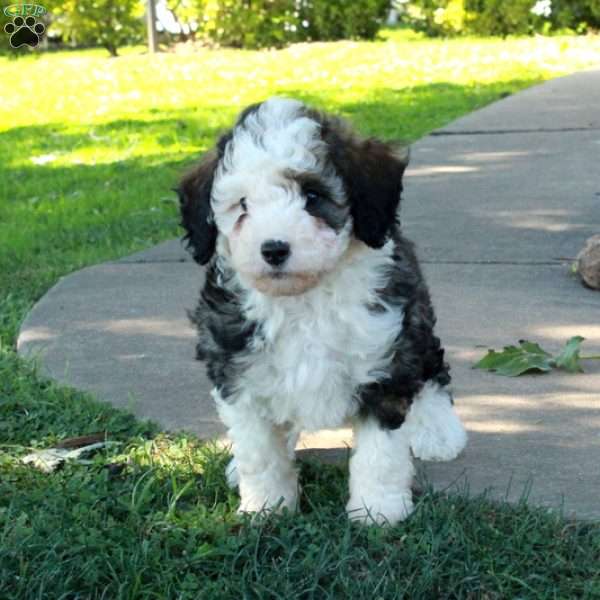Geneva, Mini Bernedoodle Puppy
