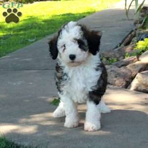 Geneva, Mini Bernedoodle Puppy