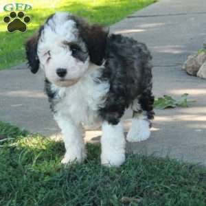 Geneva, Mini Bernedoodle Puppy