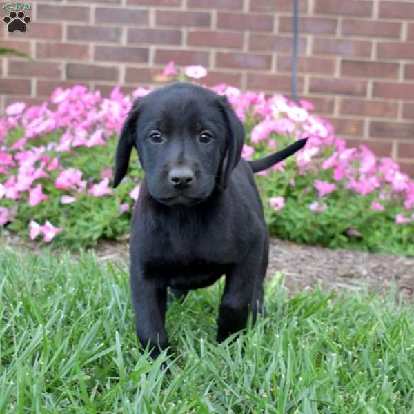 Geo, Black Labrador Retriever Puppy