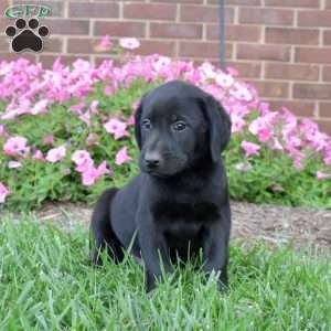 Geo, Black Labrador Retriever Puppy