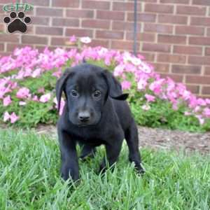 Geo, Black Labrador Retriever Puppy