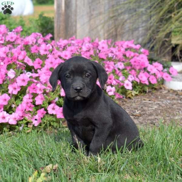 George, Black Labrador Retriever Puppy