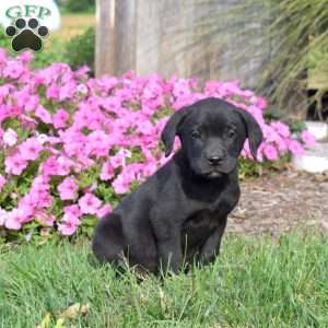 George, Black Labrador Retriever Puppy