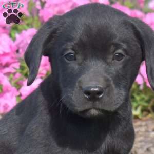 George, Black Labrador Retriever Puppy