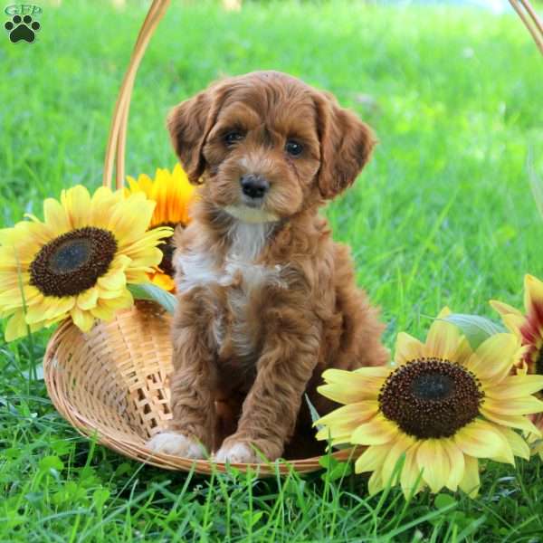 Georgia, Cockapoo Puppy