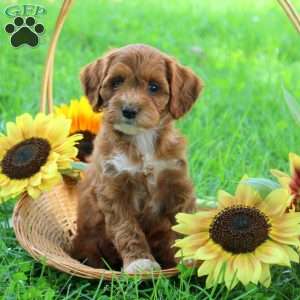 Georgia, Cockapoo Puppy