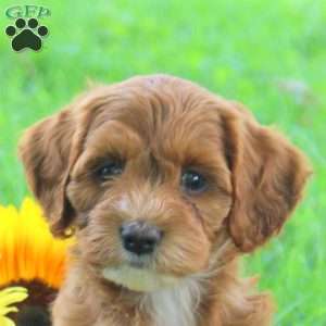 Georgia, Cockapoo Puppy