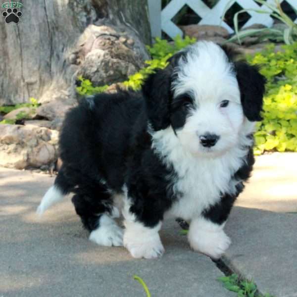 Georgie, Mini Bernedoodle Puppy