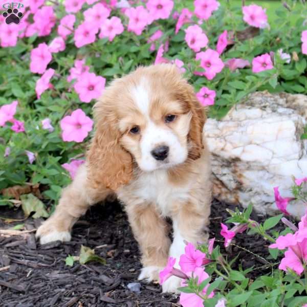 Georgie, Cocker Spaniel Puppy