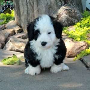 Georgie, Mini Bernedoodle Puppy