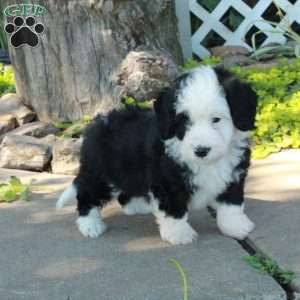 Georgie, Mini Bernedoodle Puppy