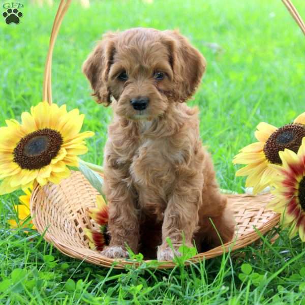 Gia, Cockapoo Puppy