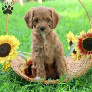 Gia, Cockapoo Puppy