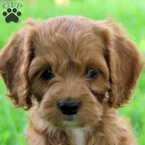 Gia, Cockapoo Puppy