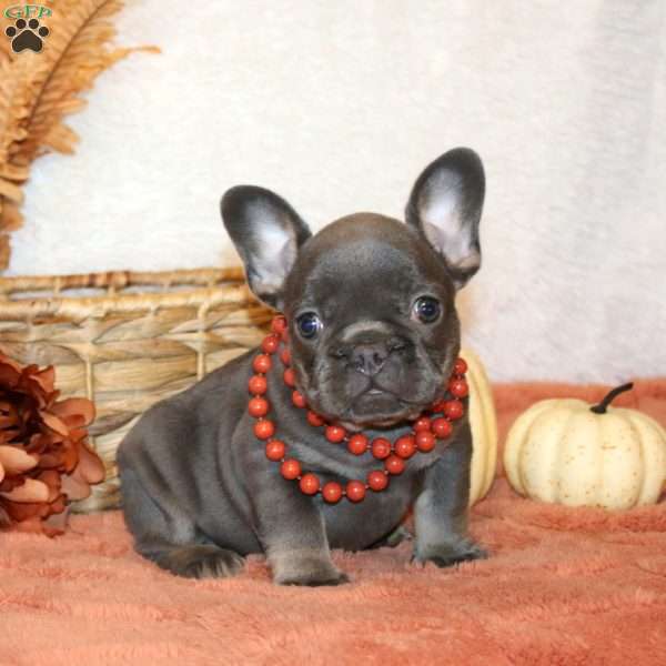 Gidget, French Bulldog Puppy