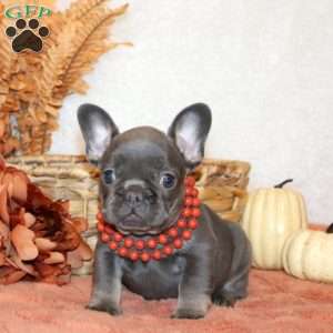Gidget, French Bulldog Puppy