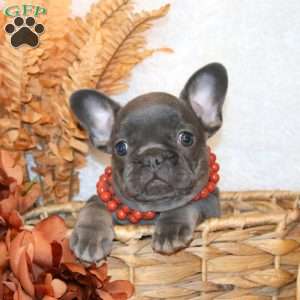 Gidget, French Bulldog Puppy