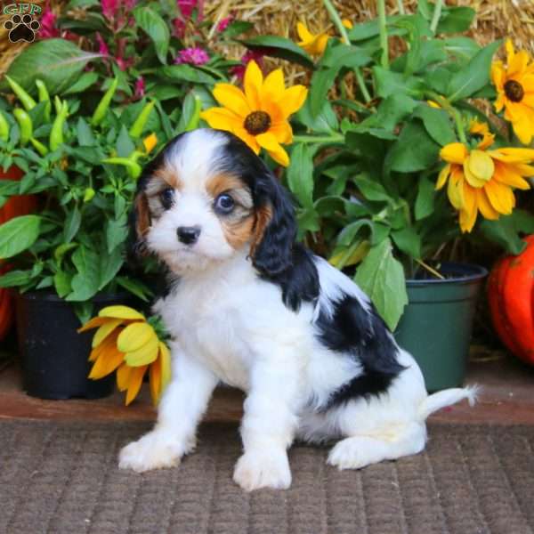 Gigi, Cavapoo Puppy