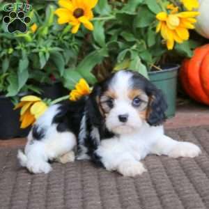 Gigi, Cavapoo Puppy