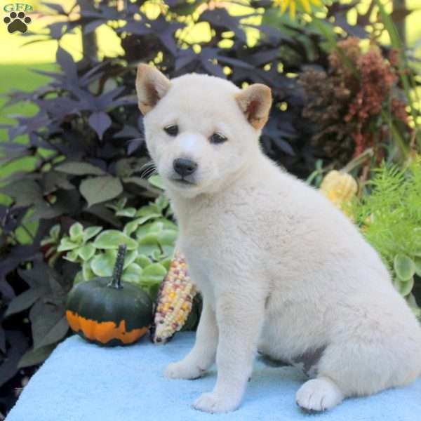 Gina, Shiba Inu Puppy
