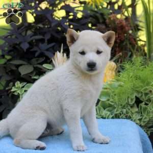 Gina, Shiba Inu Puppy