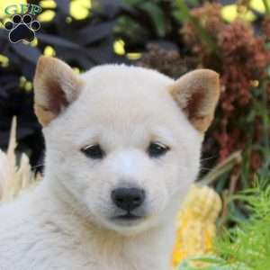 Gina, Shiba Inu Puppy