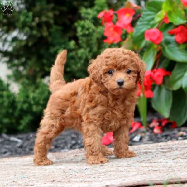 Ginger, Miniature Poodle Puppy
