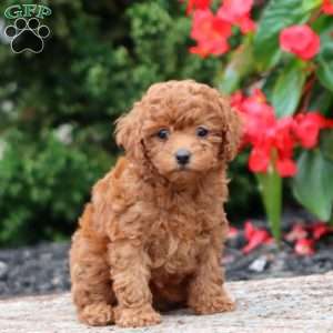 Ginger, Miniature Poodle Puppy