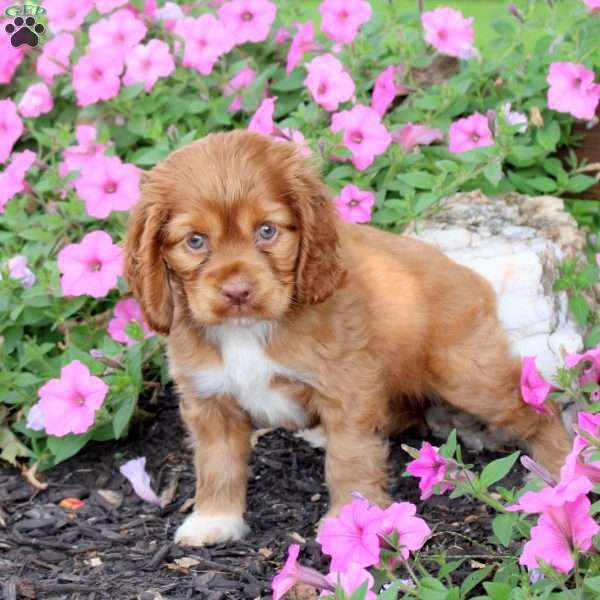 Ginny, Cocker Spaniel Puppy