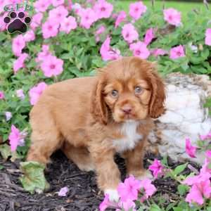Ginny, Cocker Spaniel Puppy