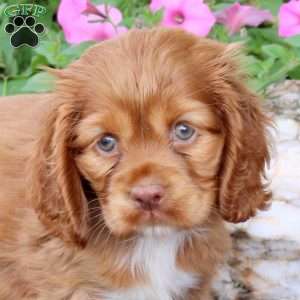 Ginny, Cocker Spaniel Puppy