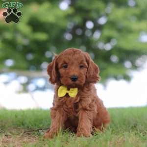 Gizmo, Mini Goldendoodle Puppy
