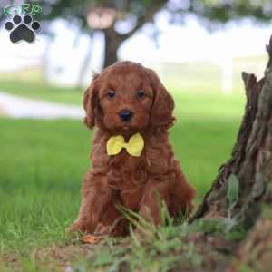 Gizmo, Mini Goldendoodle Puppy