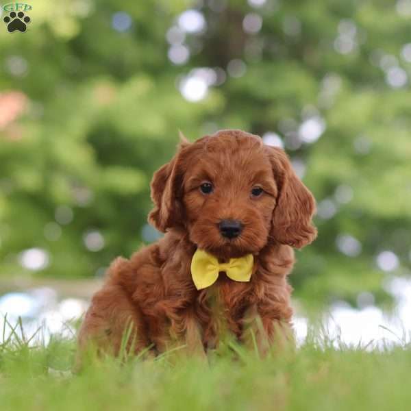 Gizmo, Mini Goldendoodle Puppy