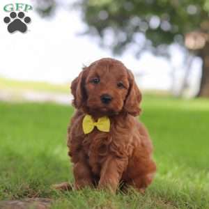 Gizmo, Mini Goldendoodle Puppy