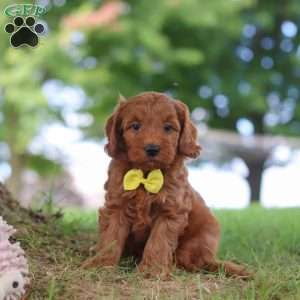 Gizmo, Mini Goldendoodle Puppy
