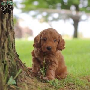 Gizmo, Mini Goldendoodle Puppy
